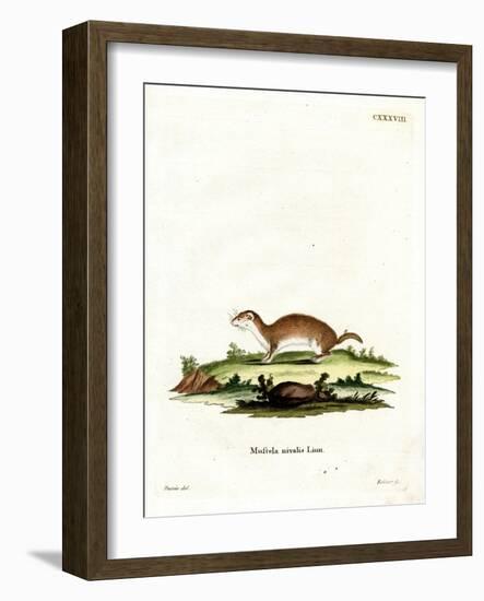 Least Weasel-null-Framed Giclee Print