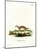 Least Weasel-null-Mounted Giclee Print