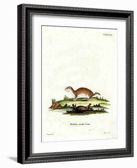 Least Weasel--Framed Giclee Print