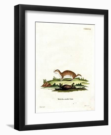 Least Weasel-null-Framed Giclee Print