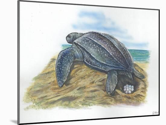 Leatherback Sea Turtle Dermochelys Coriacea Laying Eggs-null-Mounted Giclee Print