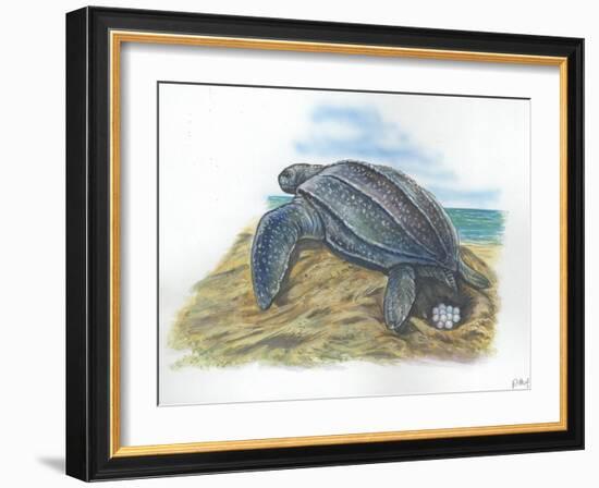 Leatherback Sea Turtle Dermochelys Coriacea Laying Eggs-null-Framed Giclee Print