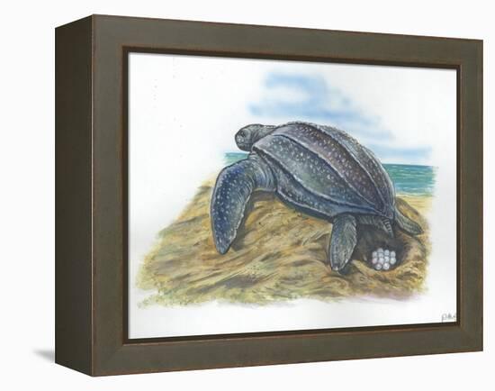 Leatherback Sea Turtle Dermochelys Coriacea Laying Eggs-null-Framed Premier Image Canvas