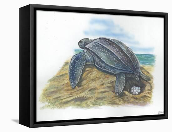 Leatherback Sea Turtle Dermochelys Coriacea Laying Eggs-null-Framed Premier Image Canvas