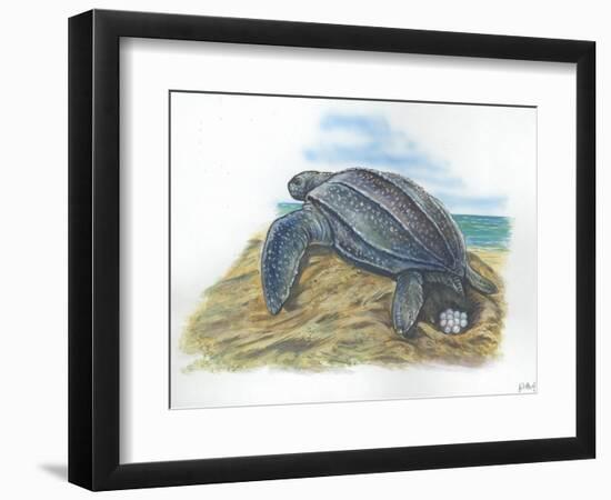 Leatherback Sea Turtle Dermochelys Coriacea Laying Eggs-null-Framed Giclee Print