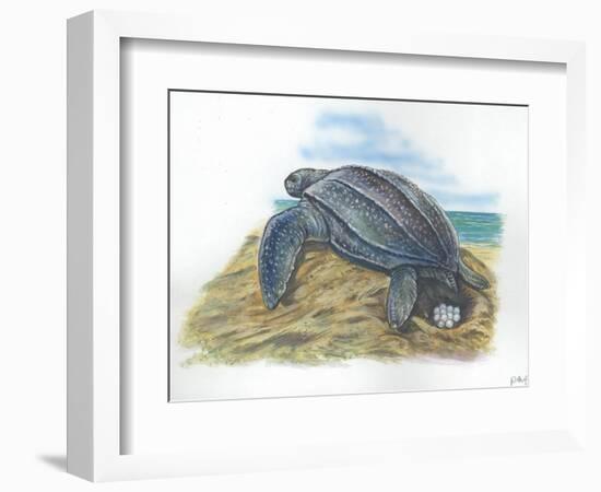 Leatherback Sea Turtle Dermochelys Coriacea Laying Eggs-null-Framed Giclee Print