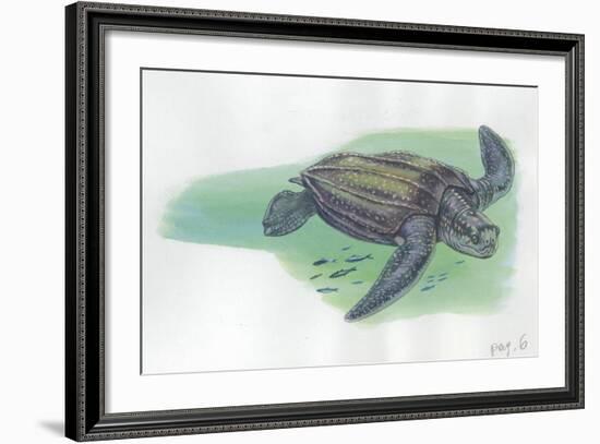 Leatherback Sea Turtle Dermochelys Coriacea-null-Framed Giclee Print