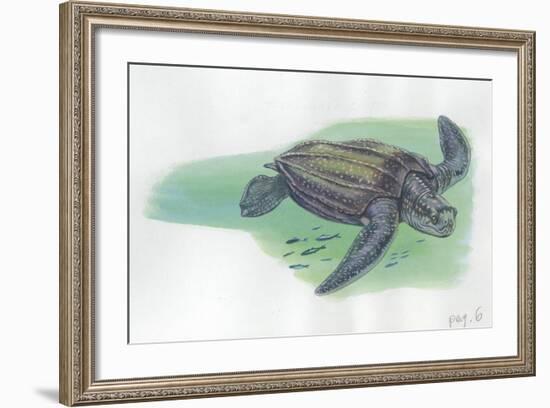 Leatherback Sea Turtle Dermochelys Coriacea-null-Framed Giclee Print