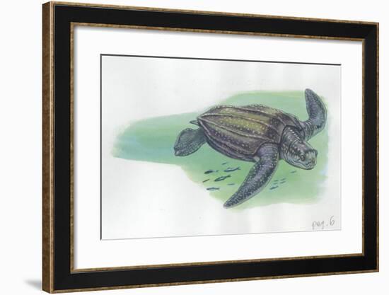 Leatherback Sea Turtle Dermochelys Coriacea-null-Framed Giclee Print