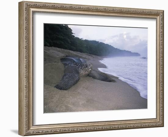 Leatherback Turtle Returning to Sea after Laying Eggs, Grand Riviere, Trinidad-Pete Oxford-Framed Photographic Print