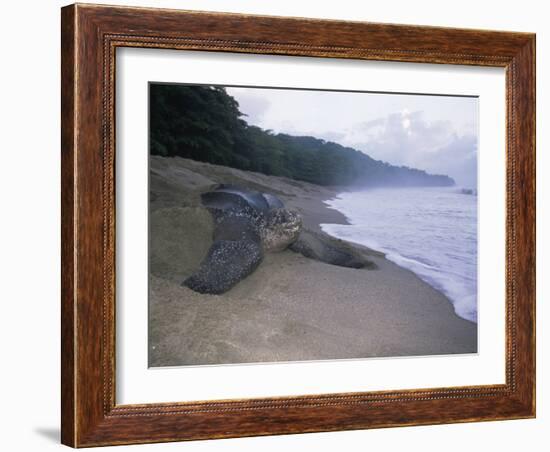 Leatherback Turtle Returning to Sea after Laying Eggs, Grand Riviere, Trinidad-Pete Oxford-Framed Photographic Print