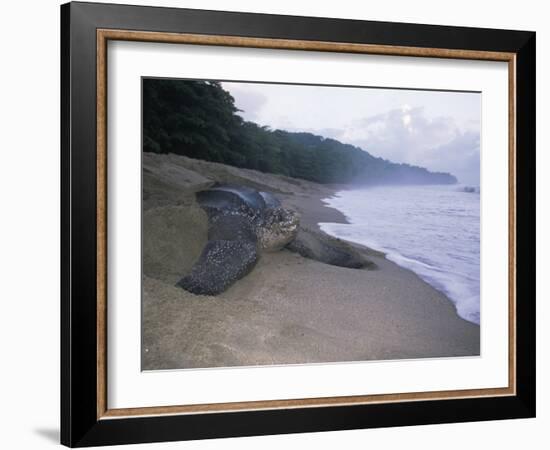 Leatherback Turtle Returning to Sea after Laying Eggs, Grand Riviere, Trinidad-Pete Oxford-Framed Photographic Print