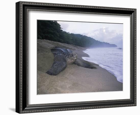 Leatherback Turtle Returning to Sea after Laying Eggs, Grand Riviere, Trinidad-Pete Oxford-Framed Photographic Print