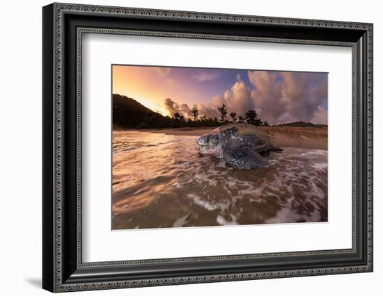 Leatherback turtle returning to sea after nesting on beach-Tui De Roy-Framed Photographic Print