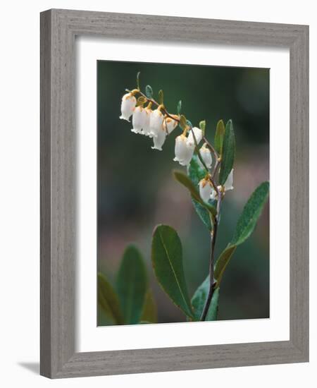 Leatherleaf, Near Jordan Pond, Acadia National Park, Maine, USA-Jerry & Marcy Monkman-Framed Photographic Print