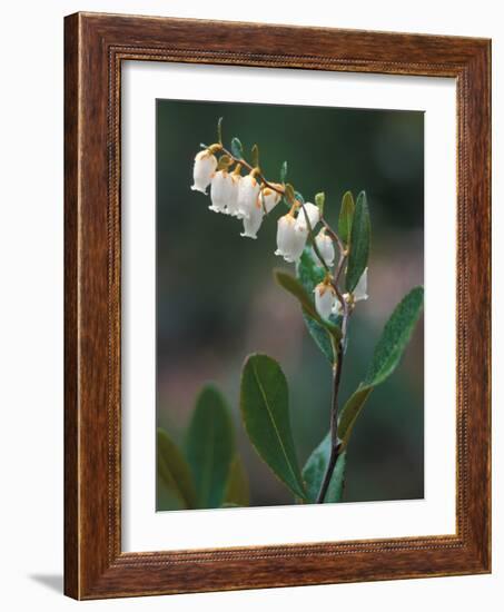 Leatherleaf, Near Jordan Pond, Acadia National Park, Maine, USA-Jerry & Marcy Monkman-Framed Photographic Print