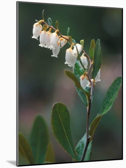 Leatherleaf, Near Jordan Pond, Acadia National Park, Maine, USA-Jerry & Marcy Monkman-Mounted Photographic Print