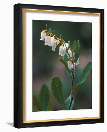 Leatherleaf, Near Jordan Pond, Acadia National Park, Maine, USA-Jerry & Marcy Monkman-Framed Photographic Print