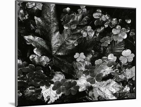 Leaves and Clover, Oregon, 1977-Brett Weston-Mounted Photographic Print