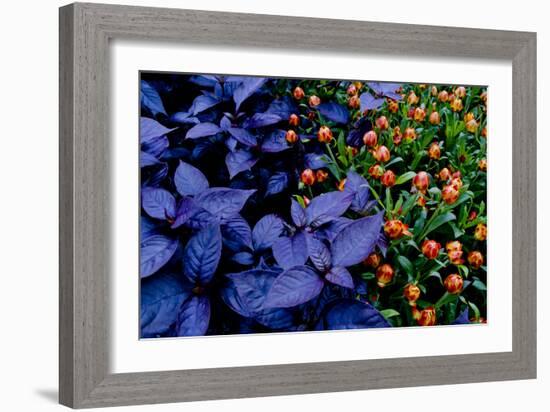 Leaves and flowers exhibit contrasting patterns-Charles Bowman-Framed Photographic Print