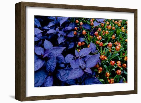 Leaves and flowers exhibit contrasting patterns-Charles Bowman-Framed Photographic Print