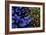 Leaves and flowers exhibit contrasting patterns-Charles Bowman-Framed Photographic Print