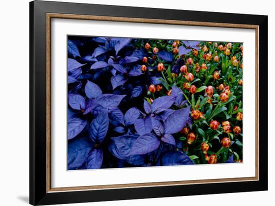 Leaves and flowers exhibit contrasting patterns-Charles Bowman-Framed Photographic Print