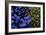 Leaves and flowers exhibit contrasting patterns-Charles Bowman-Framed Photographic Print