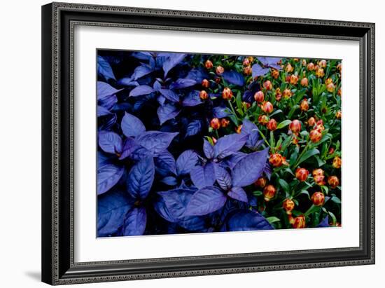 Leaves and flowers exhibit contrasting patterns-Charles Bowman-Framed Photographic Print