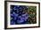 Leaves and flowers exhibit contrasting patterns-Charles Bowman-Framed Photographic Print