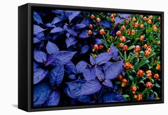 Leaves and flowers exhibit contrasting patterns-Charles Bowman-Framed Premier Image Canvas