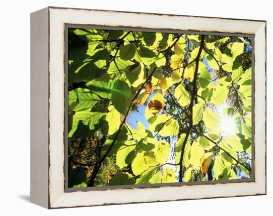 Leaves and Large Seeds, Jasmund National Park, Island of Ruegen, Germany-Christian Ziegler-Framed Premier Image Canvas