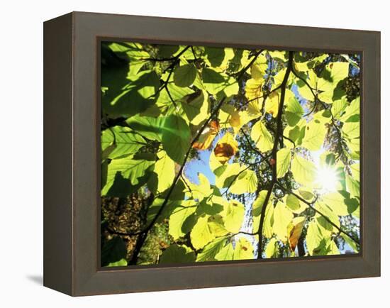 Leaves and Large Seeds, Jasmund National Park, Island of Ruegen, Germany-Christian Ziegler-Framed Premier Image Canvas