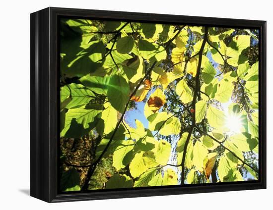 Leaves and Large Seeds, Jasmund National Park, Island of Ruegen, Germany-Christian Ziegler-Framed Premier Image Canvas