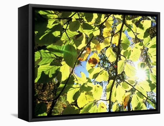 Leaves and Large Seeds, Jasmund National Park, Island of Ruegen, Germany-Christian Ziegler-Framed Premier Image Canvas