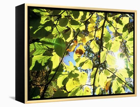 Leaves and Large Seeds, Jasmund National Park, Island of Ruegen, Germany-Christian Ziegler-Framed Premier Image Canvas