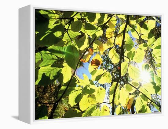 Leaves and Large Seeds, Jasmund National Park, Island of Ruegen, Germany-Christian Ziegler-Framed Premier Image Canvas