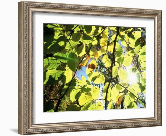 Leaves and Large Seeds, Jasmund National Park, Island of Ruegen, Germany-Christian Ziegler-Framed Photographic Print