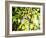 Leaves and Large Seeds, Jasmund National Park, Island of Ruegen, Germany-Christian Ziegler-Framed Photographic Print