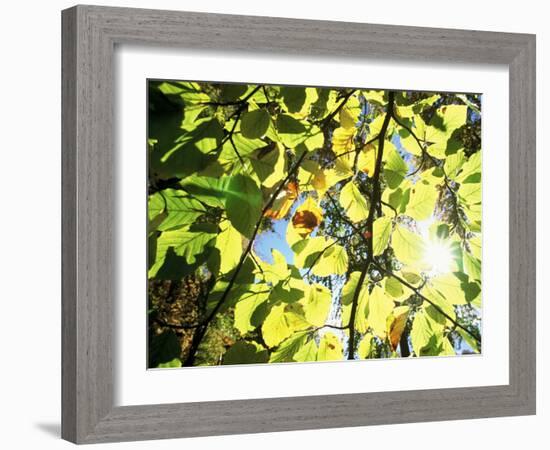 Leaves and Large Seeds, Jasmund National Park, Island of Ruegen, Germany-Christian Ziegler-Framed Photographic Print