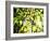 Leaves and Large Seeds, Jasmund National Park, Island of Ruegen, Germany-Christian Ziegler-Framed Photographic Print