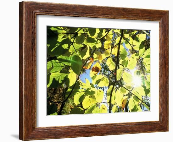 Leaves and Large Seeds, Jasmund National Park, Island of Ruegen, Germany-Christian Ziegler-Framed Photographic Print