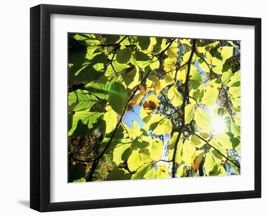 Leaves and Large Seeds, Jasmund National Park, Island of Ruegen, Germany-Christian Ziegler-Framed Photographic Print