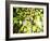 Leaves and Large Seeds, Jasmund National Park, Island of Ruegen, Germany-Christian Ziegler-Framed Photographic Print