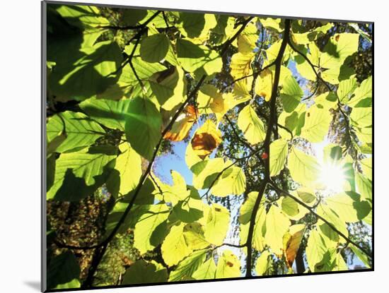 Leaves and Large Seeds, Jasmund National Park, Island of Ruegen, Germany-Christian Ziegler-Mounted Photographic Print