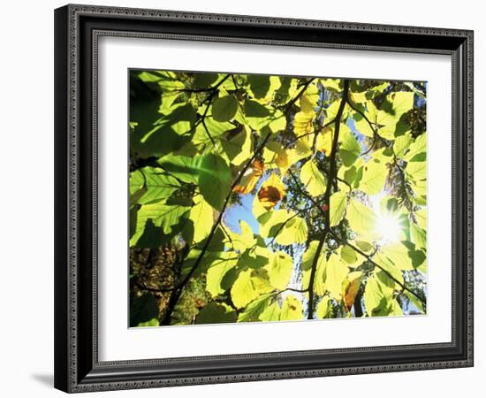 Leaves and Large Seeds, Jasmund National Park, Island of Ruegen, Germany-Christian Ziegler-Framed Photographic Print