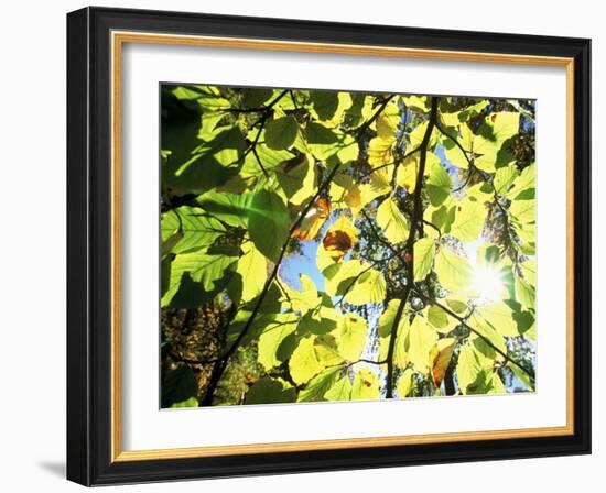 Leaves and Large Seeds, Jasmund National Park, Island of Ruegen, Germany-Christian Ziegler-Framed Photographic Print