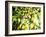 Leaves and Large Seeds, Jasmund National Park, Island of Ruegen, Germany-Christian Ziegler-Framed Photographic Print