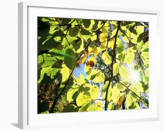 Leaves and Large Seeds, Jasmund National Park, Island of Ruegen, Germany-Christian Ziegler-Framed Photographic Print