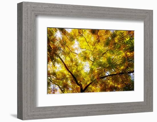 Leaves and tree branches in autumn, Baden-Wurttemberg, Germany-Panoramic Images-Framed Photographic Print